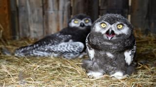 A snow owl